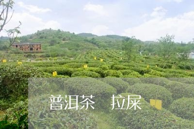 普洱茶 拉屎/2023042895175